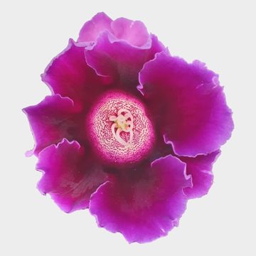 Sinningia 'Avanti Blue'