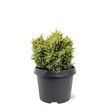 Cryptomeria japonica 'Twinkle Toes'