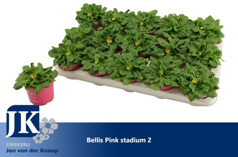 Bellis perennis 'Rusher Rose'