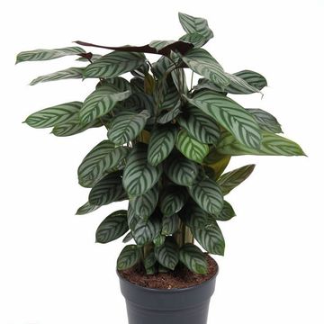 Ctenanthe setosa 'Green Flag'