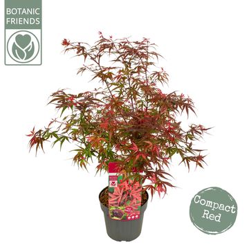 Acer palmatum 'Shaina'