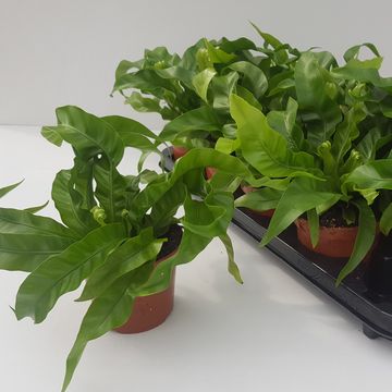 Asplenium antiquum 'Hurricane'