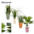 Plantes d'interieur MIX