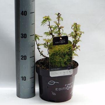 Sorbaria sorbifolia MATCHA BALL