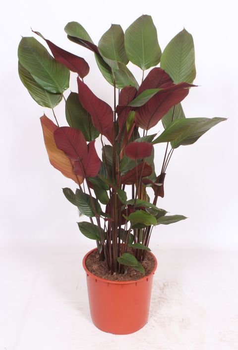 Calathea pruinosa