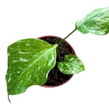 Monstera deliciosa 'Electro Light'