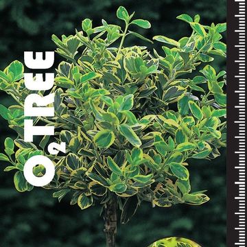 Euonymus fortunei 'Canadale Gold'