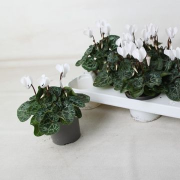 Cyclamen persicum 'Metis White Imp'