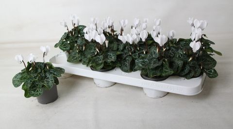 Cyclamen persicum 'Metis White Imp'