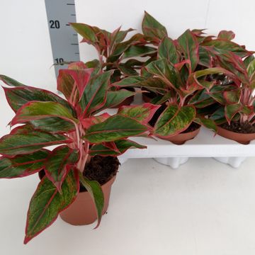 Aglaonema 'King of Siam'