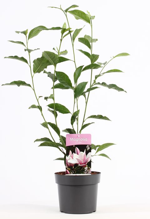 Magnolia 'George Henry Kern'