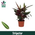 Stromanthe sanguinea 'Stripestar'