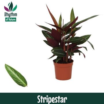 Stromanthe sanguinea 'Stripestar'