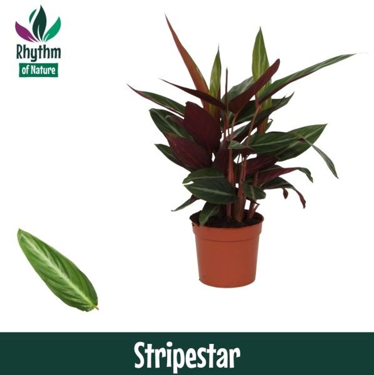 Stromanthe sanguinea 'Stripestar'  Plant Wholesale FlorAccess