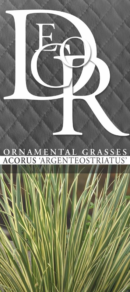 Acorus gramineus 'Argenteostriatus'