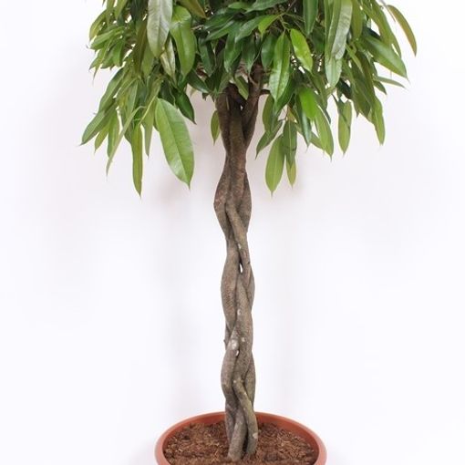 Ficus binnendijkii 'Amstel King'