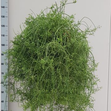 Rhipsalis cereuscula