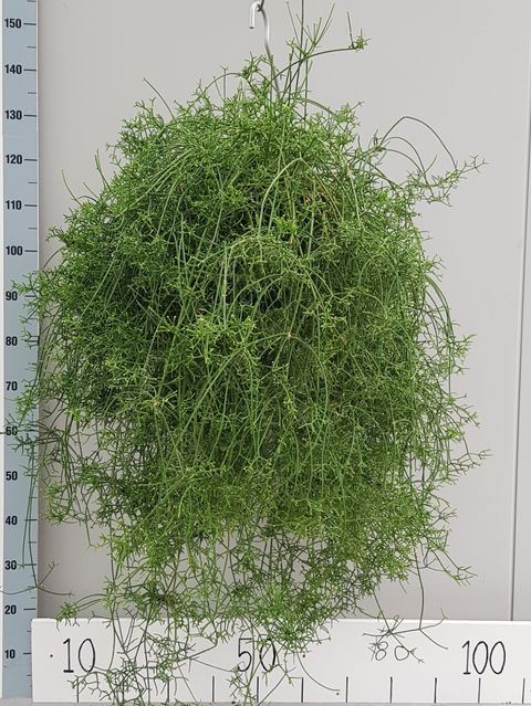 Rhipsalis cereuscula