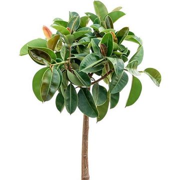 Ficus elastica 'Robusta'