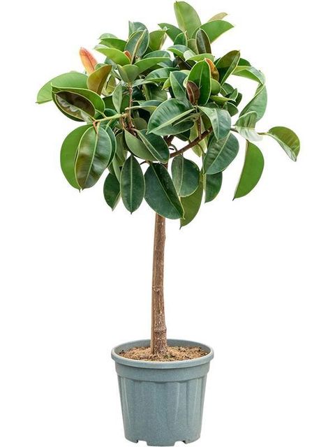 Ficus elastica 'Robusta'