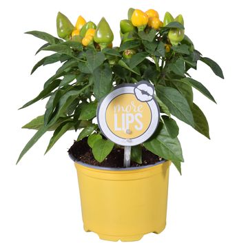 Capsicum annuum 'Samba Yellow'