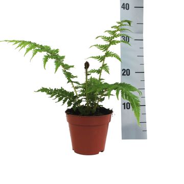 Cyathea cooperi