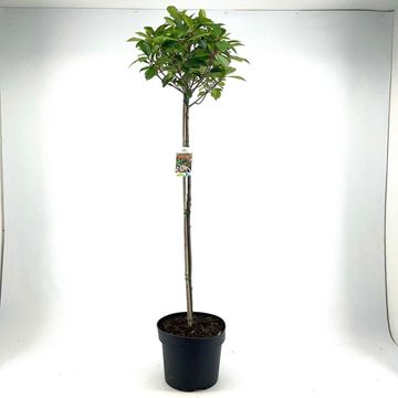 Photinia x fraseri 'Red Robin'