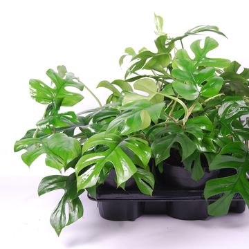 Rhaphidophora tetrasperma