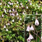 Linnaea borealis