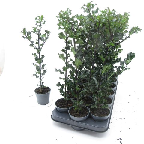 Ilex x meserveae 'Блю Энджел'