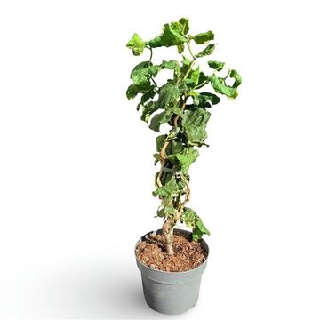 Corylus avellana 'Contorta'