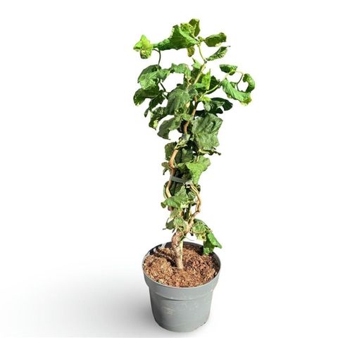 Corylus avellana 'Contorta'