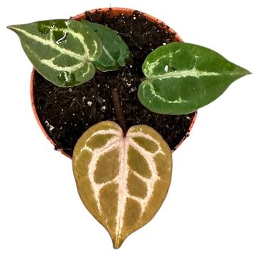 Anthurium 'Red Crystallinum'