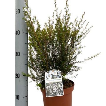 Leptospermum scoparium