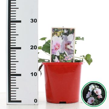 Lavatera 'Duet'