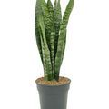 Sansevieria zeylanica