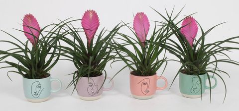 Tillandsia cyanea 'Anita'