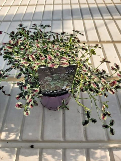 Trifolium repens SWEET MIKE