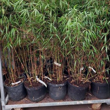 Fargesia scabrida 'Asian Wonder'
