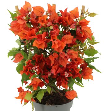 Bougainvillea glabra SANDERIANA ORANGE