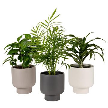 Houseplants MIX