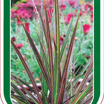 Libertia ixioides 'Taupo Sunset'