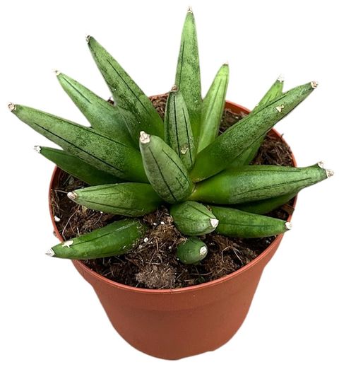 Sansevieria 'Boncellensis Hedgehog'