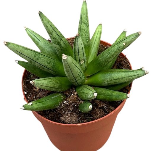 Sansevieria 'Boncellensis Hedgehog'