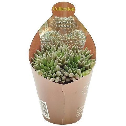 Sinocrassula yunnanensis