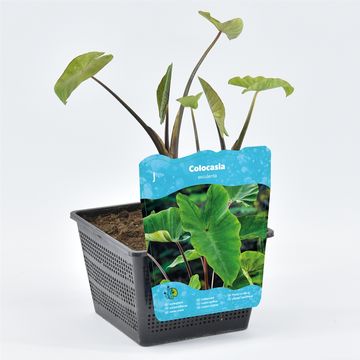 Colocasia esculenta