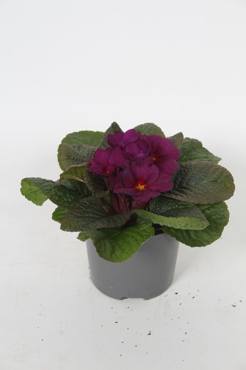 Primula 'Obsidian Light Yellow'