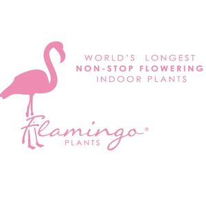 Flamingo Plant