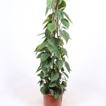 Філодендрон scandens