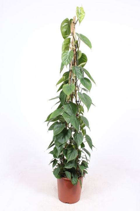 Philodendron scandens